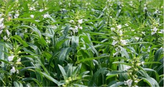 u=1775488670，2546838556&fm=21&gp=0