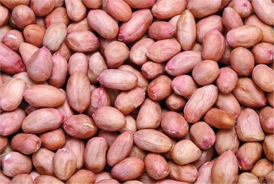 天津进口塞内加尔花生报关公司