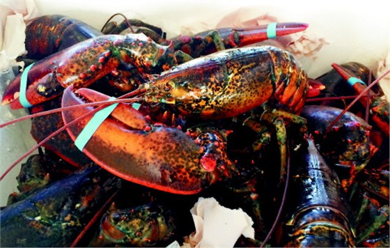 青岛鲜活海鲜进口报关