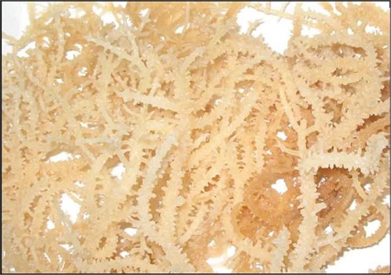 麒麟菜进口报关行