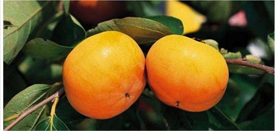 代理进口新西兰柿子