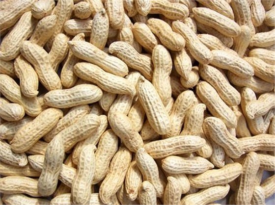 青岛港花生进口清关公司