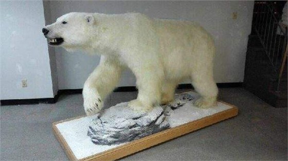 青岛港动物标本进口清关公司