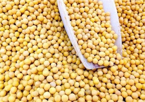 俄罗斯大豆进口代理清关公司