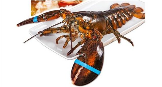 青岛空运进口美国波龙代理公司 青岛空运进口美国波龙代理公司