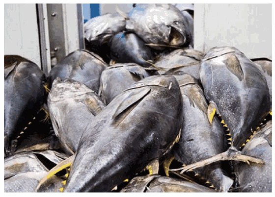 挪威三文鱼进口代理公司