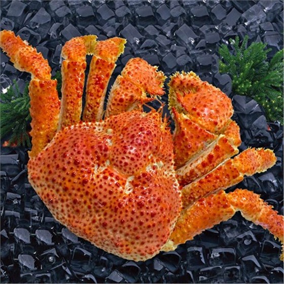 智利雪蟹进口报关代理