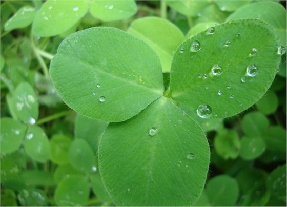 青岛进口苜蓿草报关