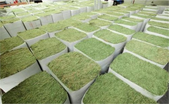 天津苜蓿草进口报关代理