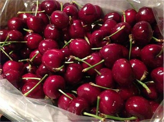 乌兹别克斯坦樱桃进口清关公司 乌兹别克斯坦樱桃进口清关公司