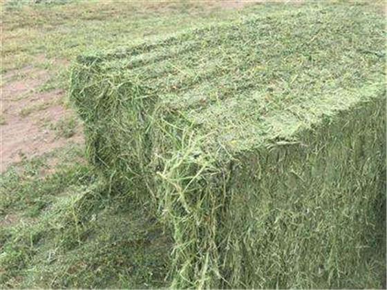 上海苜蓿草进口报关公司