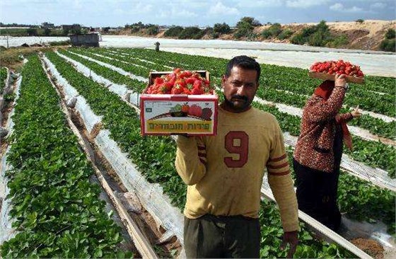 印度农产品进口报关代理