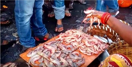 印度白虾进口报关代理