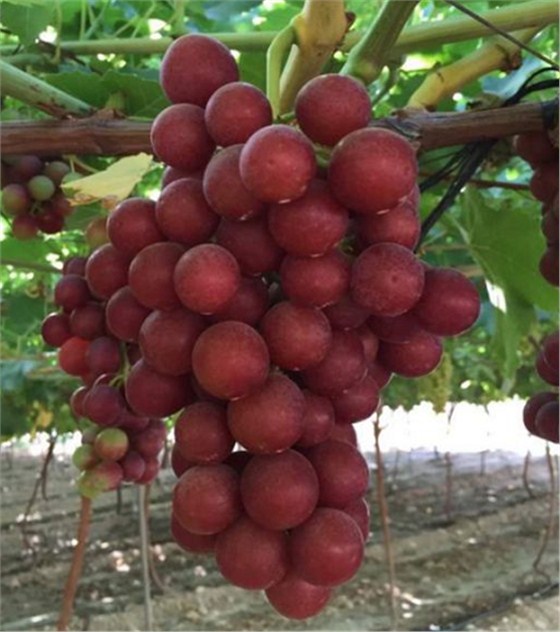 西班牙葡萄进口报关代理