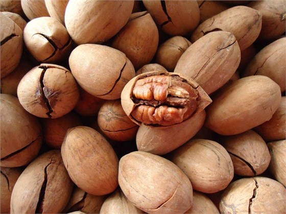 天津碧根果进口报关代理