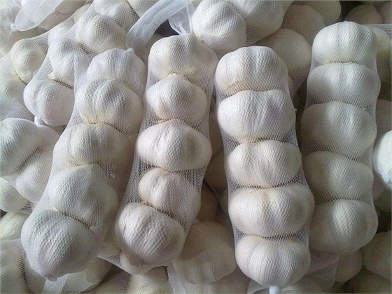 大蒜出口报关代理