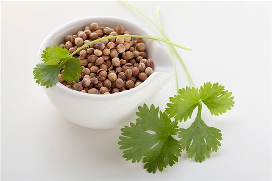 芫荽子 (1) 芫荽子 (1)