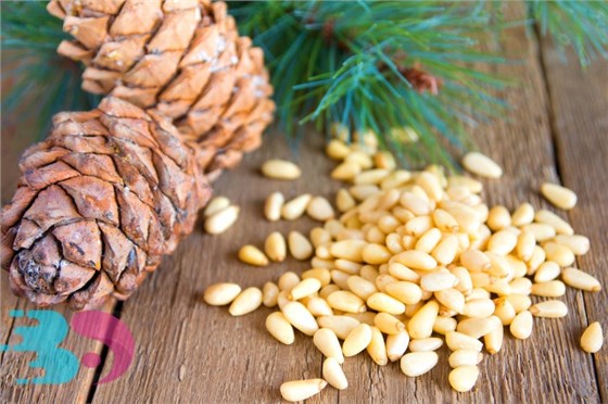 松子 (2) 松子 (2)