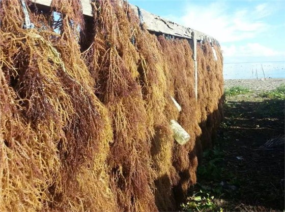 麒麟菜 (1) 麒麟菜 (1)