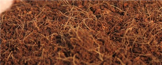 椰糠 (2) 椰糠 (2)