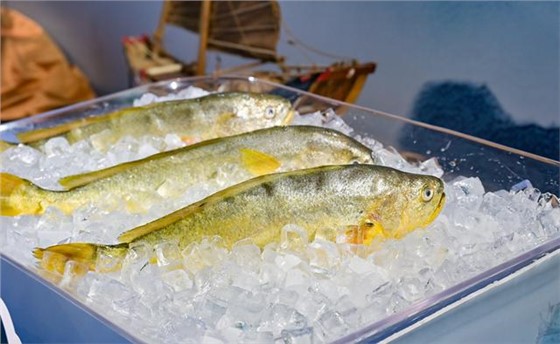 大黄鱼 (1) 大黄鱼 (1)