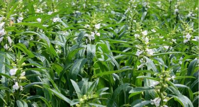 u=1775488670，2546838556&fm=21&gp=0