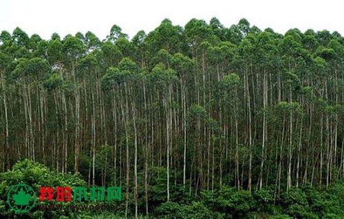 桉树木进口报关 桉树木进口报关