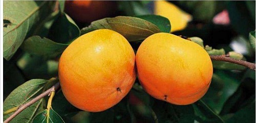 代理进口新西兰柿子