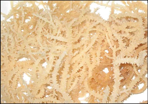 进口印尼麒麟菜报关 进口印尼麒麟菜报关