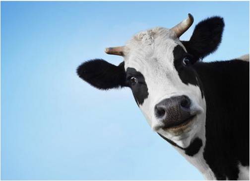 牛羊肉进口报关代理公司