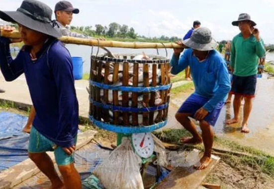 越南巴沙鱼进口代理清关公司