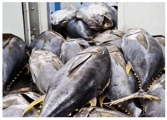 挪威三文鱼进口代理公司