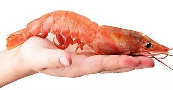 阿根廷红虾进口清关公司