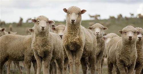 羊毛被进口报关代理