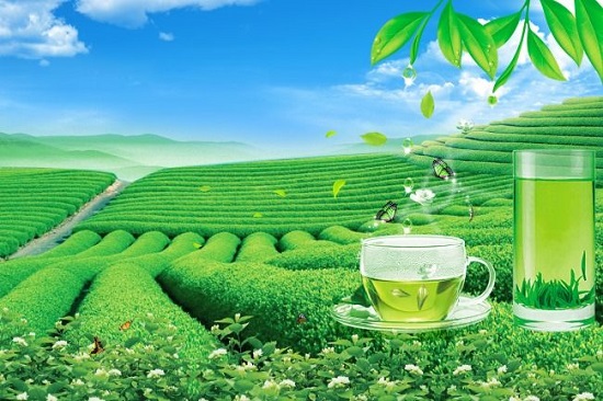 青岛进口茶叶代理