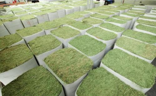 天津苜蓿草进口报关代理