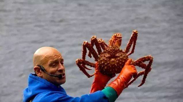 帝王蟹进口报关代理