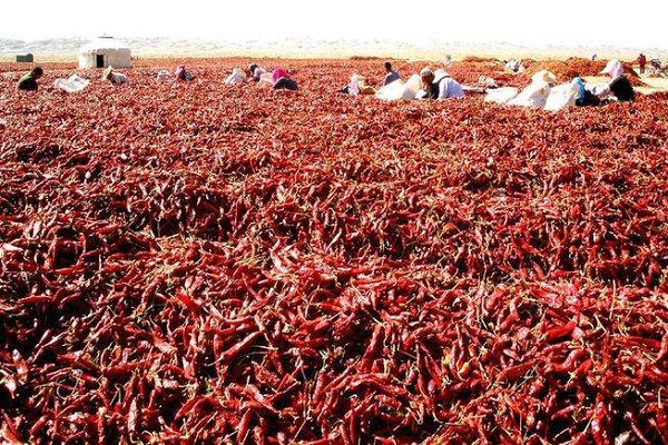 青岛干辣椒出口代理公司