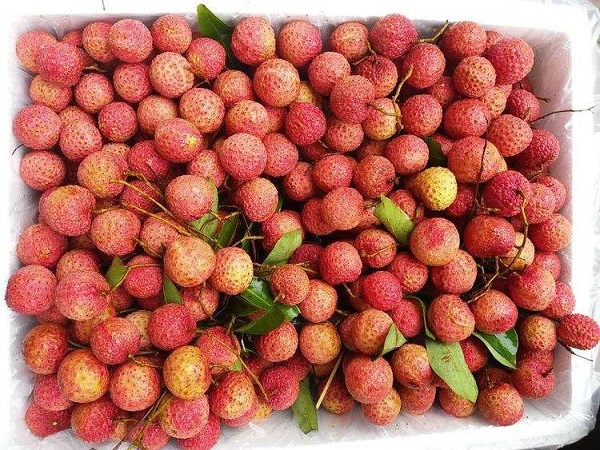 印度荔枝进口报关代理 印度荔枝进口报关代理