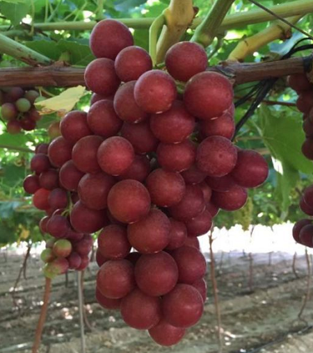 西班牙葡萄进口报关代理