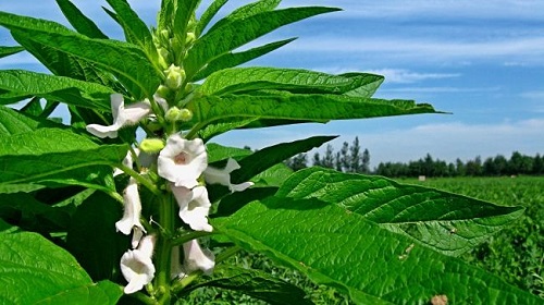 芝麻进口报关代理公司