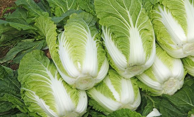 白菜 白菜
