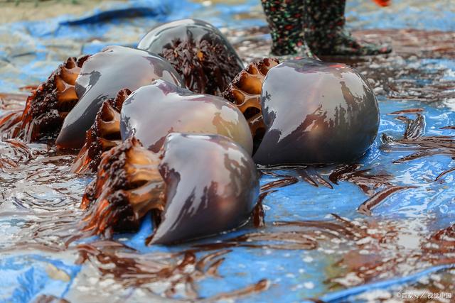 海蜇进口 海蜇进口