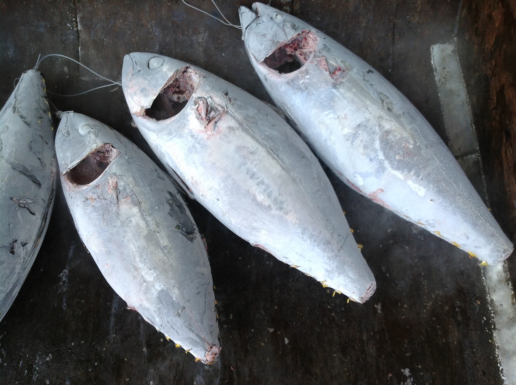 冷冻金枪鱼 冷冻金枪鱼