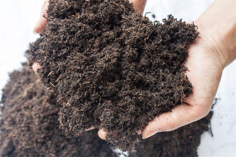 泥炭 (1) 泥炭 (1)