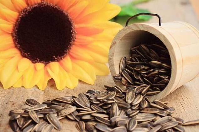 葵花籽 (3)