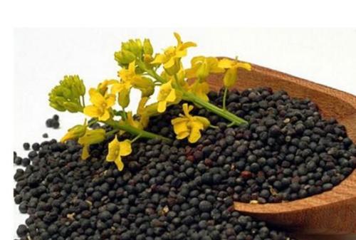 油菜籽 (2) 油菜籽 (2)