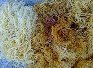 麒麟菜代理进口