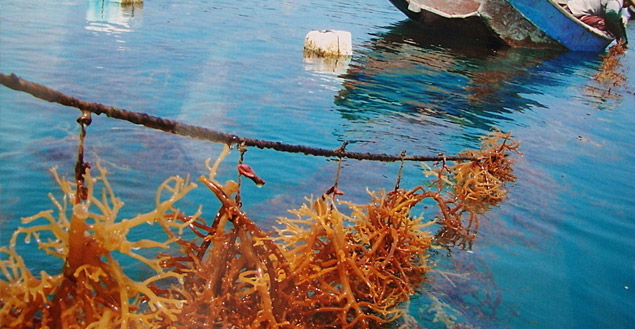 麒麟菜代理进口