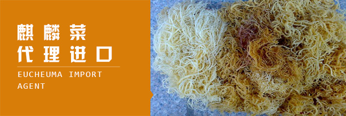 麒麟菜代理进口